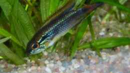 Foto mit Apistogramma agassizii - Männchen