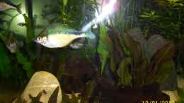 Foto mit Blauer Regenbogenfisch
