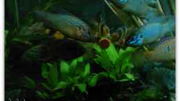Foto mit Hemichromis lifalilli