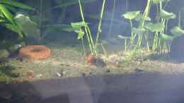 Foto mit Hydrocotyle verticillata (Hutpilz)