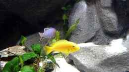 Foto mit Labidochromis spec. Yellow