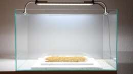 Aquarium Projekt in Planung