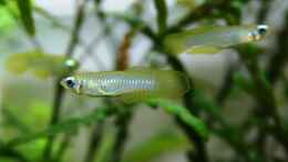 Foto mit Aplocheilichthys normani