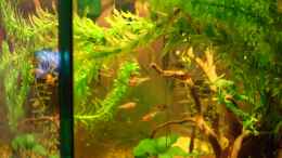 Foto mit Boraras maculatus