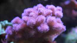 Foto mit Himbeerkoralle = Pocillopora damicornis