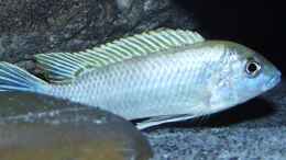 Foto mit Labidochromis sp. perlmutt dominantes Männchen