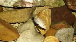 Foto mit Neolamprologus brevis, oben links, das neue Paar