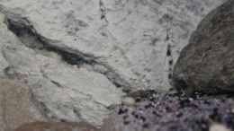 Foto mit Zweite Brut meiner Neolamprologus caudopunctatus, etwa 100St.