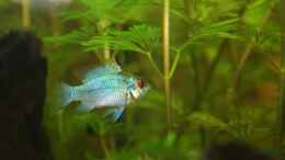 Besatz im Aquarium First Try