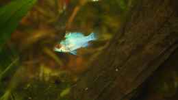 Besatz im Aquarium First Try