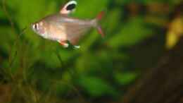 Besatz im Aquarium First Try