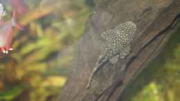 Besatz im Aquarium First Try