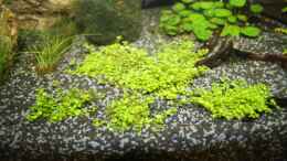 Hemianthus callitrichoides ´Cuba´