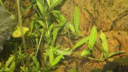 Hygrophila polysperma ´Rosanervig´