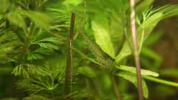Amano Garnele