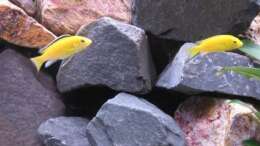 Yellows