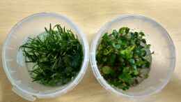 Foto mit neue Bodendecker: Lilaeopsis brasiliensis und Marsilea crenata