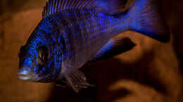 Foto mit Placidochromis phenochilus mdoka [white lips]