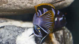 Foto mit Labidochromis sp. mbamba Backansicht
