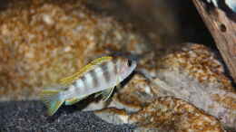 Foto mit Labidochromis perlmutt Männchen