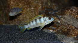 Foto mit Labidochromis perlmutt Weibchen