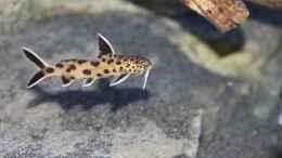 Foto mit Synodontis lucipinnis
