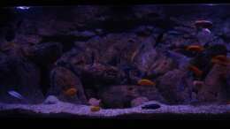 Aquarium 18.01.2014