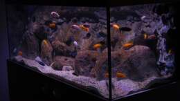 Mbunaaquarium 16.01.2014