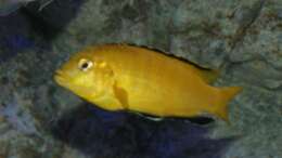 Labidochromis caeruleus Männchen