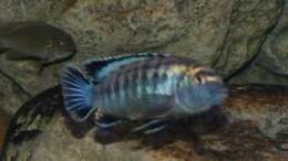 Pseudotropheus msobo Magunga Männchen