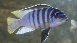 Foto mit Metriaclima fainzilberi Luwino Reef m WF