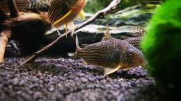 Besatz im Aquarium Mark`s Rio240