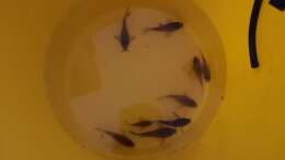 Umzug von 9 der 11 Corydoras