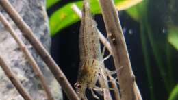 Amano