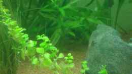 Foto mit Indischer Wasserfreund im Hintergrund