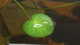 Foto mit Schwimmblatt Wasserbanane