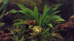 Foto mit Echinodorus parviflorus
