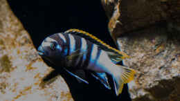 Foto mit Labidochromis sp. mbamba bay .. entfesselter Blitz ..