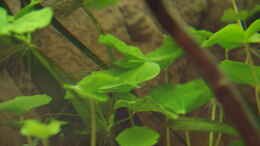 Foto mit Brasilianischer Wassernabel	, Hydrocotyle leucocephala