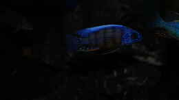 Foto mit Protomelas steveni Taiwan reef