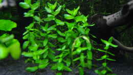 Foto mit Bacopa caroliniana 