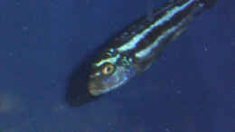 Foto mit Melanochromis Maingano