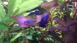 Besatz im Aquarium Becken 30284