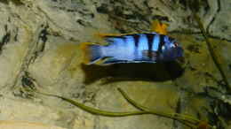 Foto mit Pseudotropheus sp. elongatus mpanga
