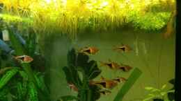 Foto mit Keilfleckbärblinge warten auf die Gelegenheit den Laich der Zwergfadenfische