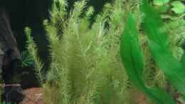 Foto mit Mayaca fluviatilis