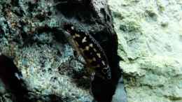 Foto mit Julidochromis transcriptus Bemba