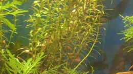 Foto mit rotala indica (rotundifolia)