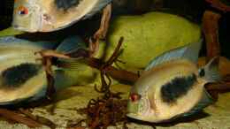 Foto mit Uaru amphiacanthoides 26.04.15