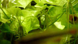 Foto mit Nymphoides sp. Taiwan